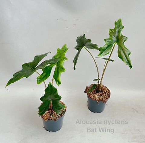 Alocasia nycteris 'Bat Wing'