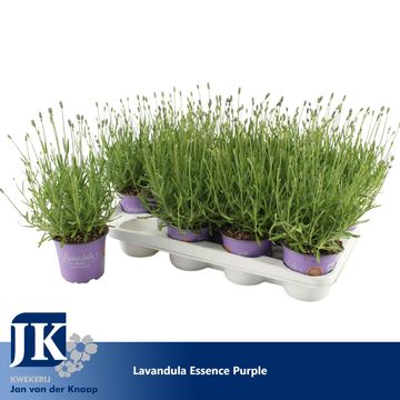 Lavandula angustifolia 'Essence Purple'