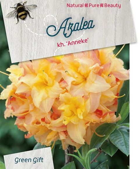 Rhododendron 'Anneke' (AK)