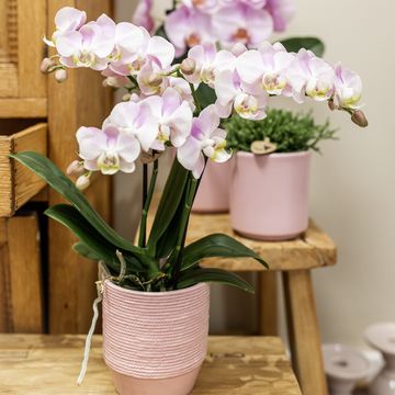 Pot KOLIBRI HOME COUNTRY PINK