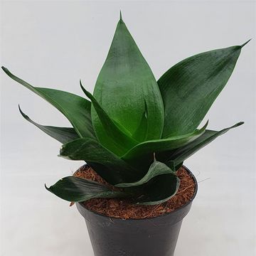 Sansevieria 'Jade Star'