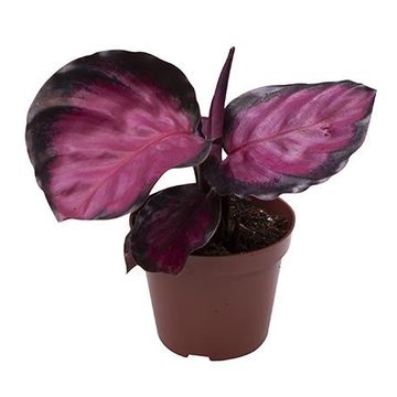 Calathea roseopicta 'Rosy'