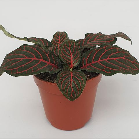 Fittonia verschaffeltii 'Red Star' — Pflanzengroßhandel FlorAccess
