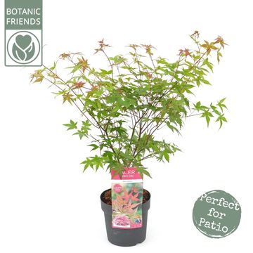 Acer palmatum 'Бени-майко'