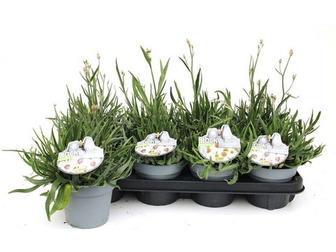 Catananche caerulea