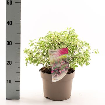 Pittosporum tenuifolium 'Elizabeth'