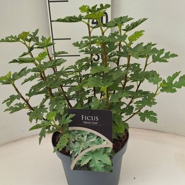 Ficus johannis afghanistanica 'Silver Lyre'