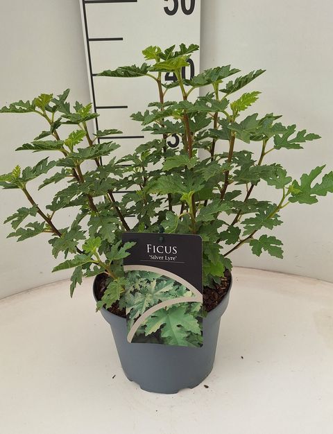 Ficus johannis afghanistanica 'Silver Lyre'