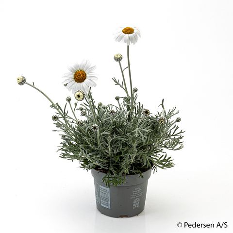 Rhodanthemum hosmariense 'African Spring'
