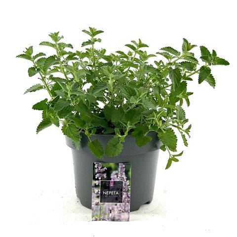 Nepeta 'Six Hills Giant'