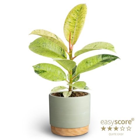 Ficus elastica 'Shivereana Moonshine'