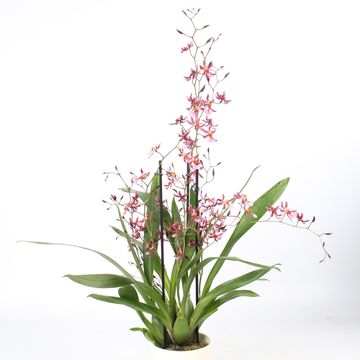 Oncidium 'Mieke von Holm'