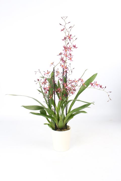 Oncidium 'Mieke von Holm'