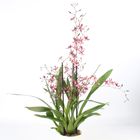 Oncidium 'Mieke von Holm'