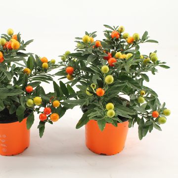 Solanum pseudocapsicum 'Jupiter'