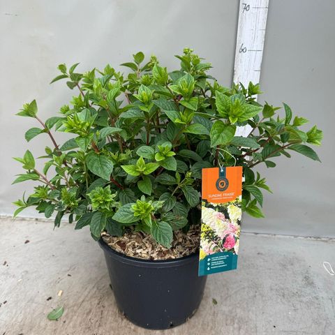 Hydrangea paniculata SUNDAE FRAISE