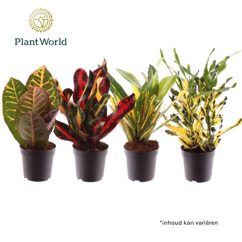 Codiaeum variegatum MIX