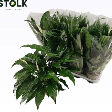 Spathiphyllum 'Queeny'
