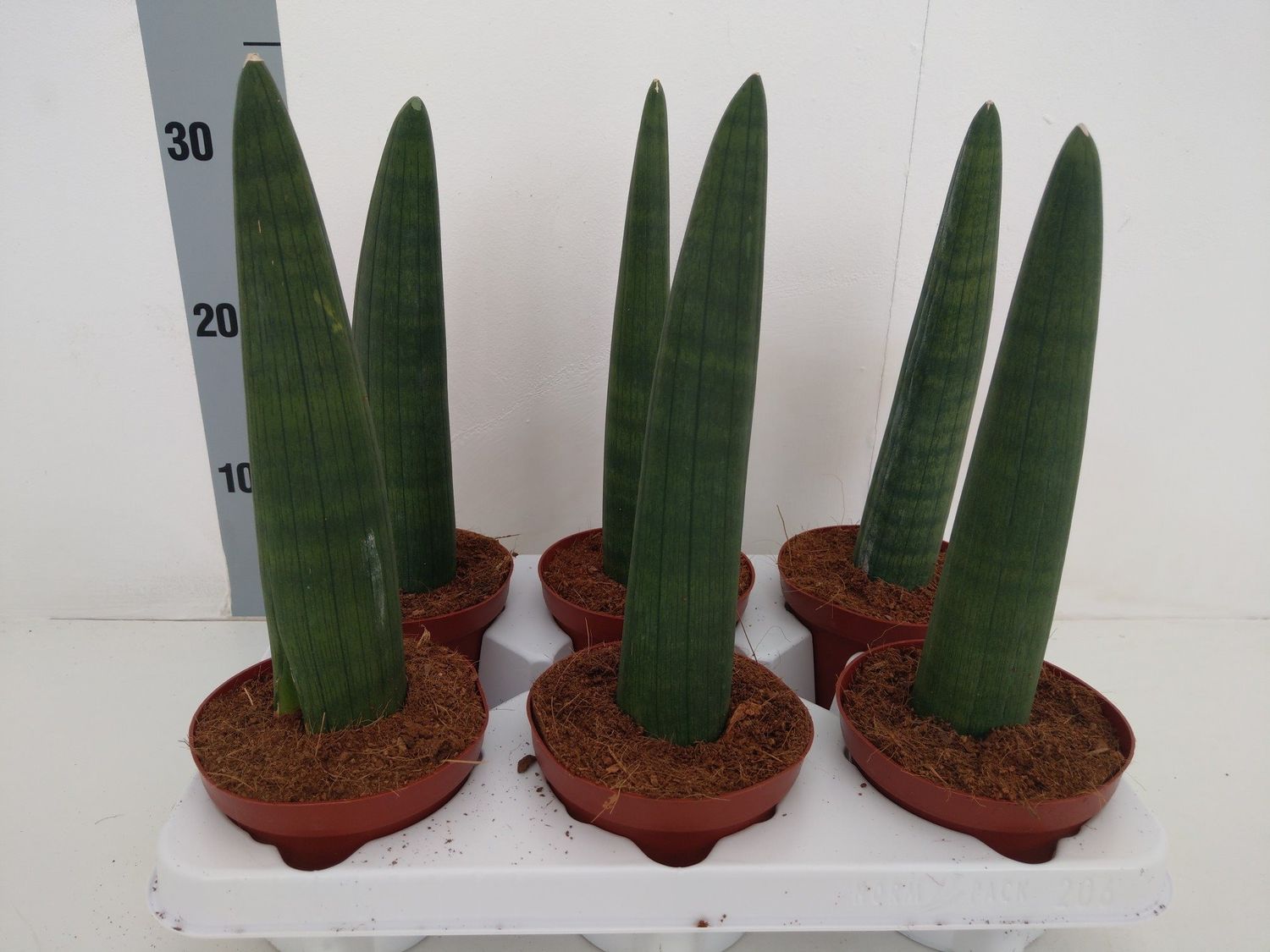 Sansevieria Cylindrica Compacta — Plant Wholesale Floraccess 