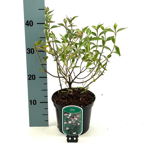 Cistus 'Silver Pink'