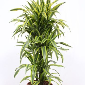 Dracaena fragrans 'Lemon Lime'