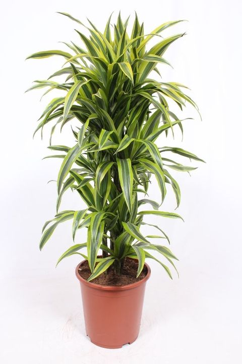 Dracaena fragrans 'Lemon Lime'