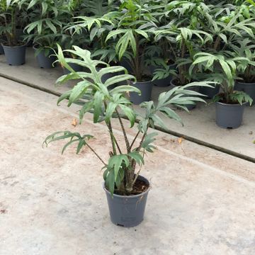 Alocasia brancifolia 'Pink Passion'