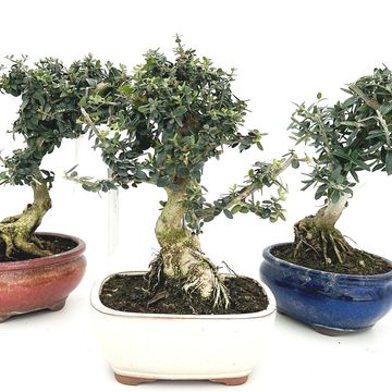 Olea europaea sylvestris