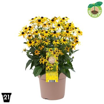 Rudbeckia fulgida 'Little Goldstar'