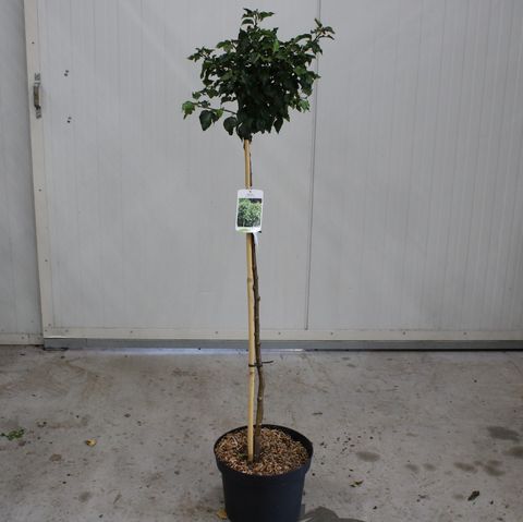 Betula pendula MAGICAL GLOBE