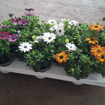 Osteospermum MIX