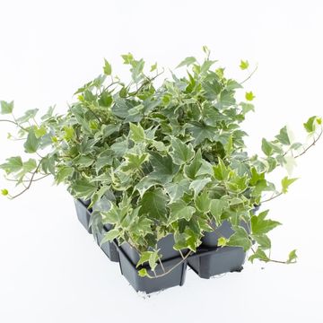 Hedera helix 'White Ripple'
