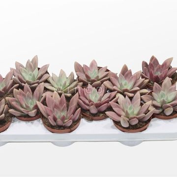x Graptoveria 'Rosie Crow'