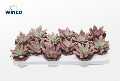 x Graptoveria 'Rosie Crow'