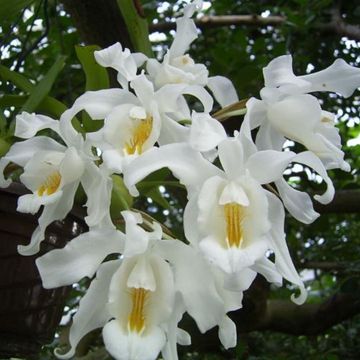 Coelogyne cristata