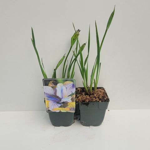 Iris sibirica 'Uncorked'
