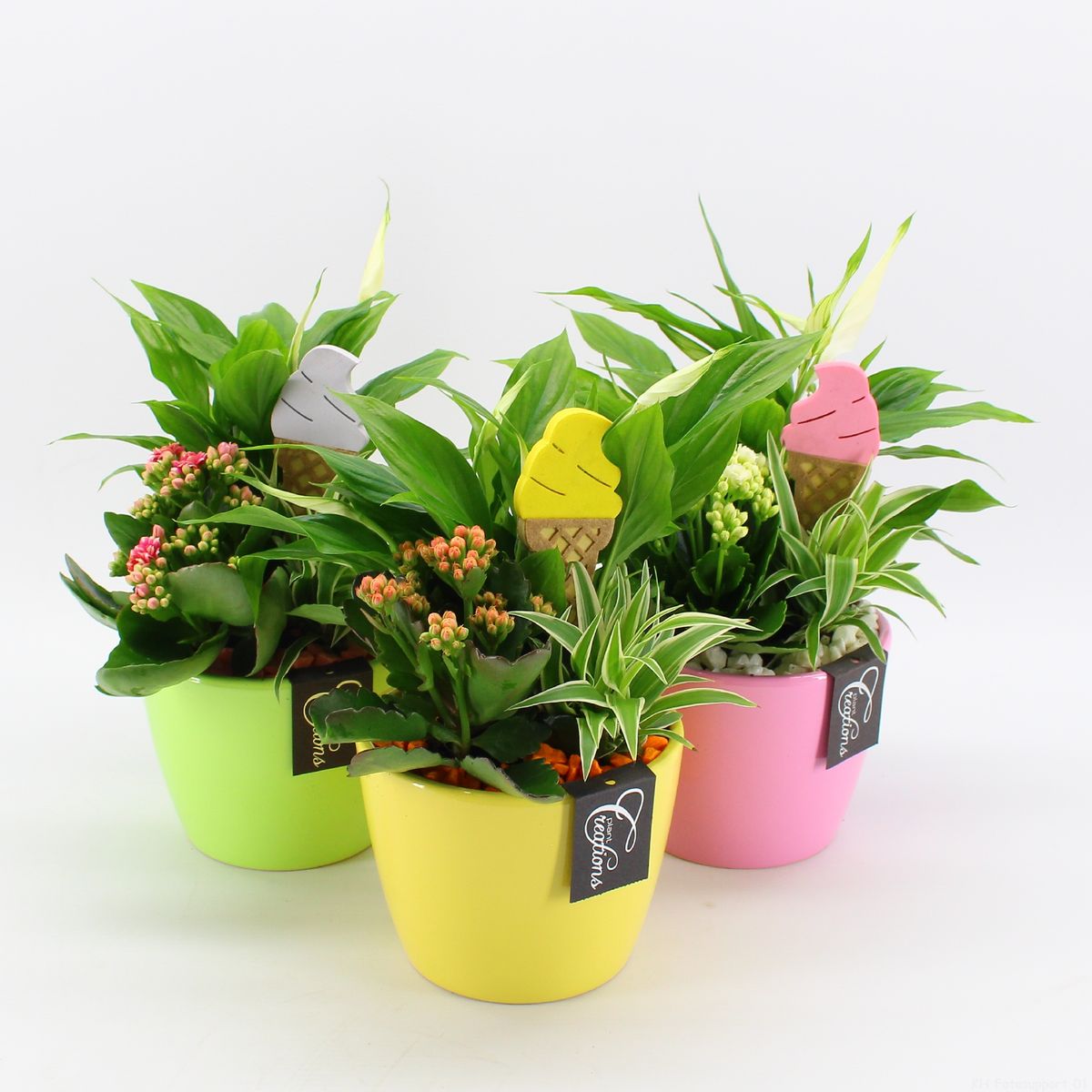 Arrangement Houseplants — Plant Wholesale FlorAccess