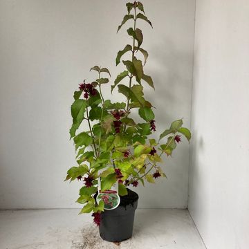 Leycesteria formosa