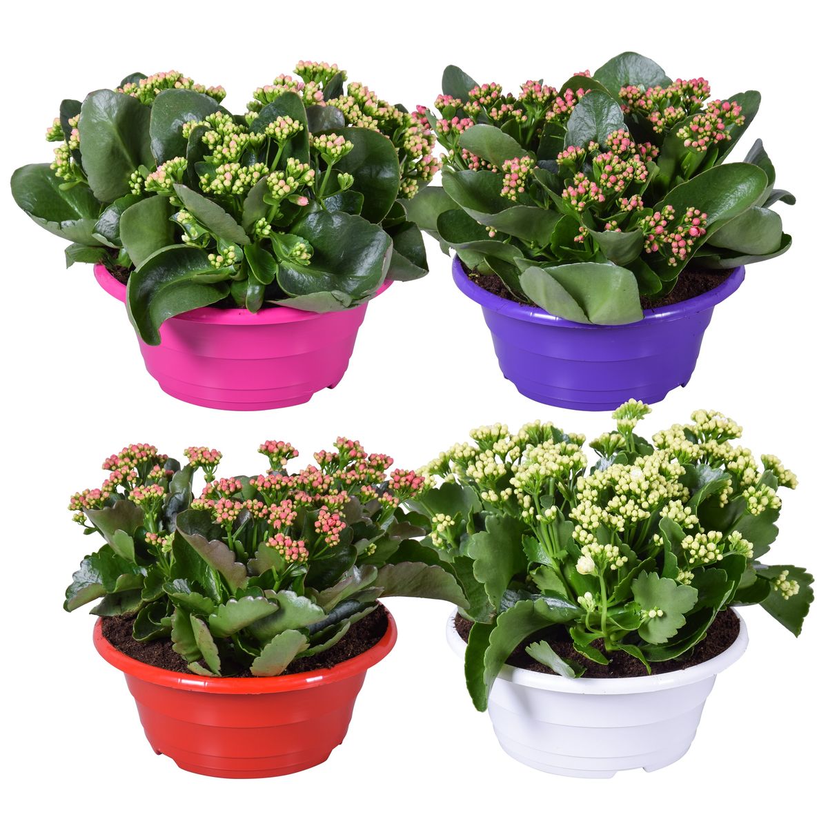 kalanchoe-blossfeldiana-mix-floraccess