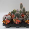 Cactus MIX