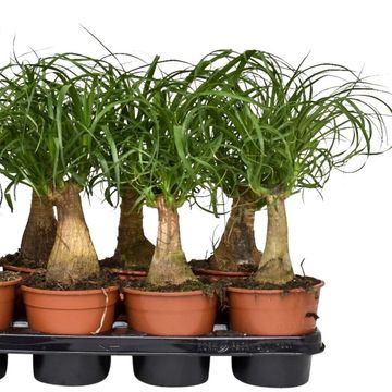 Beaucarnea recurvata