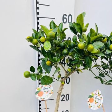 Citrus x microcarpa
