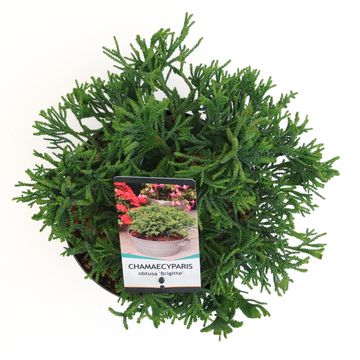 Chamaecyparis obtusa 'Brigitte'