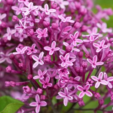 Syringa MIX