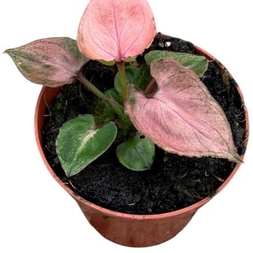 Syngonium 'Pink Perfection'