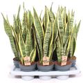Sansevieria trifasciata 'Laurentii'