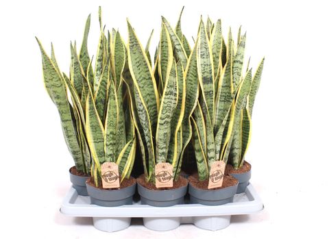 Sansevieria trifasciata 'Laurentii'