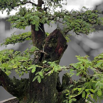 Vachellia nilotica