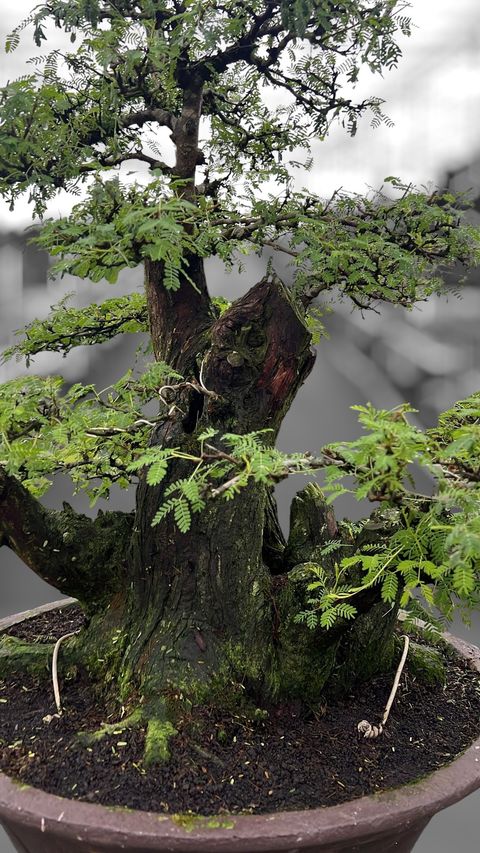 Vachellia nilotica