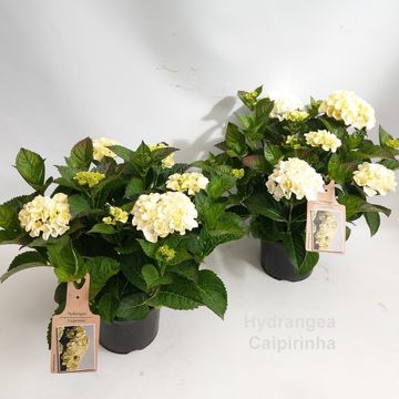 Hydrangea macrophylla CAIPIRINHA